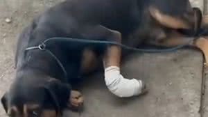 Cão é baleado em favela do Rio após ser 'jurado de morte' por traficantes - Reprodução / TV Globo