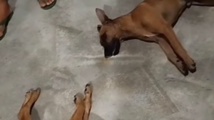 Vídeos que circulam nas redes sociais mostram cães agonizando no município de Piranhas - Foto: Reprodução