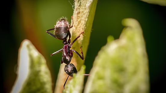 Foto: Reprodução/Frepik