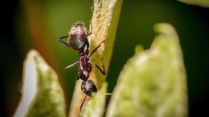 Foto: Reprodução/Frepik