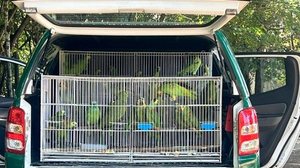 Foto: Divulgação/IBAMA