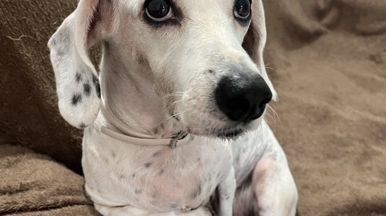 Imagem Sinais de que seu pet está com alergia