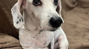 Imagem Sinais de que seu pet está com alergia