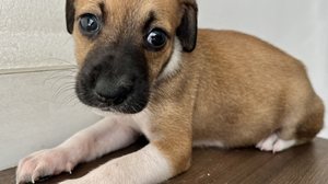 Imagem Adotar é um ato de amor e exige cuidados especiais