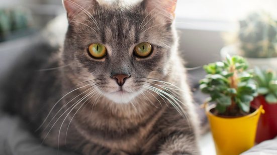 Imagem Mitos e verdades sobre os gatinhos! Confira!