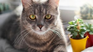 Imagem Mitos e verdades sobre os gatinhos! Confira!