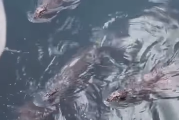 Foto: Reprodução/Redes Sociais