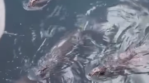 Foto: Reprodução/Redes Sociais