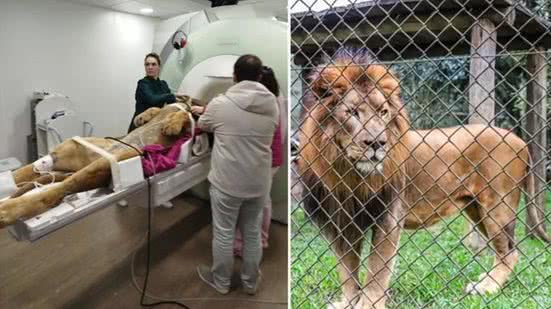 Leão Dacar, do Zoológico de Curitiba, faz ressonância magnética - Reprodução / Zoo Curitiba