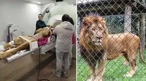 Leão Dacar, do Zoológico de Curitiba, faz ressonância magnética - Reprodução / Zoo Curitiba