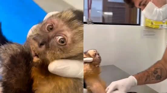 Reprodução/Instituto Vida Livre