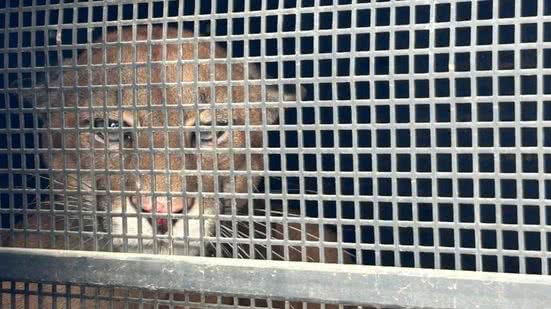 Foto: Divulgação/Polícia Ambiental