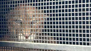 Foto: Divulgação/Polícia Ambiental