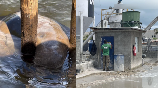 IMA autua empreendimentos por danos ambientais no berçário de peixes-bois em Porto de Pedras - Foto: Reprodução/Redes sociais e IMA