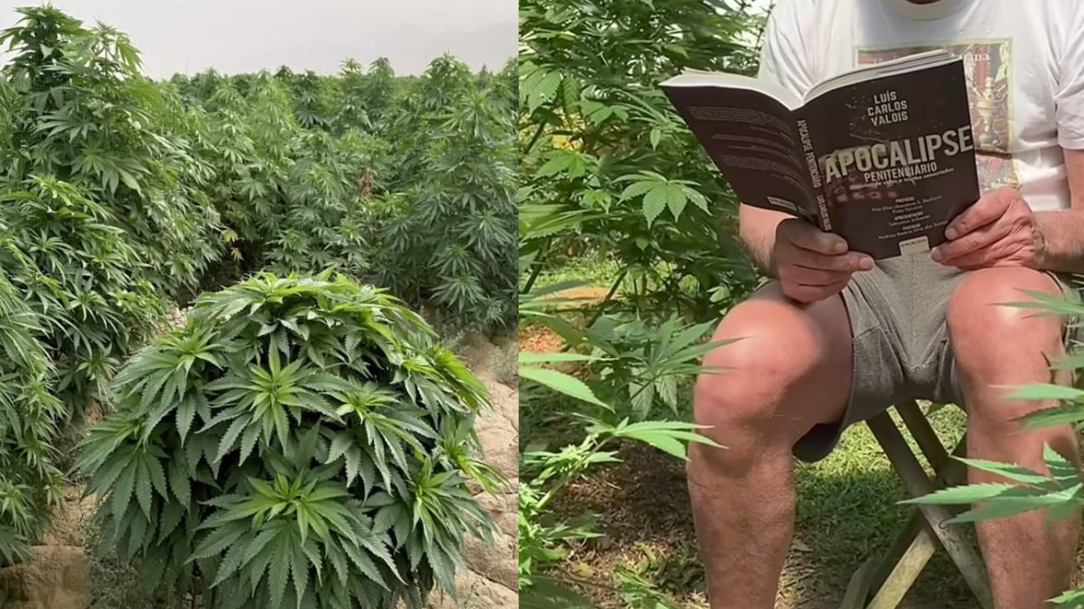 Quem O Ator De A Viagem Que Bomba Nas Redes Sociais Produzindo Ricardo Petraglia Cannabis Widexl 