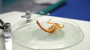 Sesau faz alerta após AL registrar mais de 10 mil casos de picadas de escorpiões - Carla Cleto / Sesau