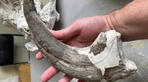 Garra do polegar do 'Joaquinraptor casali' - Matt Lamanna / Divulgação