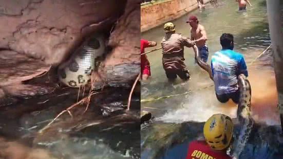 Bombeiros capturam sucuri de 5 metros em balneário em Goiás - Reprodução / CBMGO