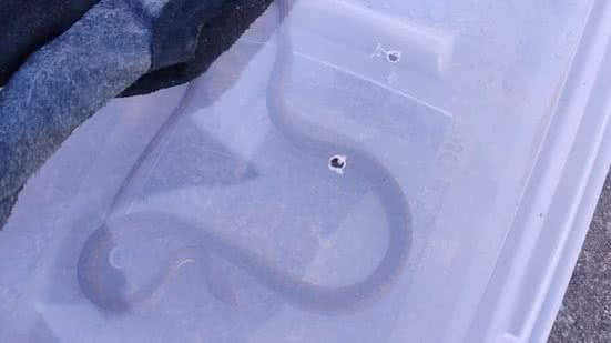 Bombeiros resgatam cobra em unidade de saúde, em Campo Alegre - CBMAL