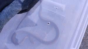 Bombeiros resgatam cobra em unidade de saúde, em Campo Alegre - CBMAL