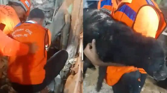 Morre cachorro que ficou sob escombros por 35 horas após explosão em Olinda - Defesa Civil de Olinda