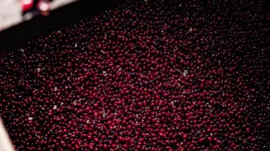 Foto: Divulgação/ Hacienda La Esmeralda