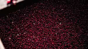 Foto: Divulgação/ Hacienda La Esmeralda