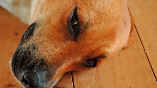 Profissional é alvo de diversas denuncias por maus-tratos a animais - Foto: Feepik