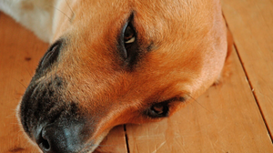 Profissional é alvo de diversas denuncias por maus-tratos a animais - Foto: Feepik