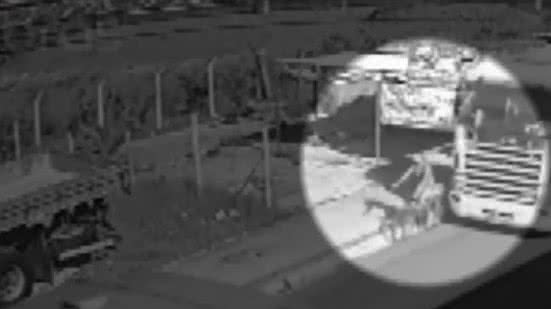 Vídeo mostra momento em que ciclista é atropelada por carreta no Cidade Universitária - Reprodução / TV Pajuçara