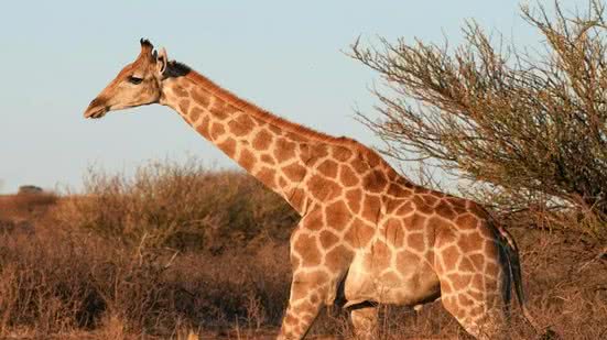 Qual o coletivo de girafa? - Pixabay