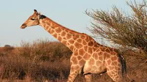 Qual o coletivo de girafa? - Pixabay