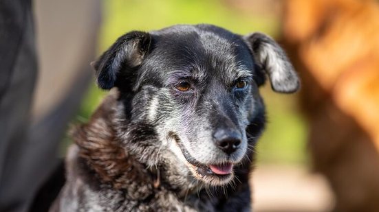 Cão idoso - Freepik