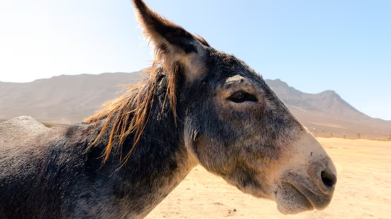 Imagem meramente ilustrativa - Foto: Freepik