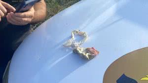 Leandro Santiago / TV Pajuçara - Laço e meia de bebê foram encontrados pela polícia no local onde corpofoi achado pelas autoridades