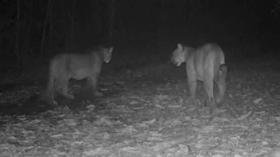 Onças-pardas 'conversam' em registro inédito em reserva biológica do RJ - Divulgação / Rebio União