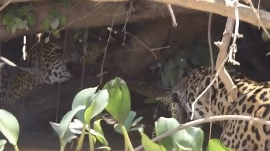 Onças-pintadas travam cabo de guerra com uma sucuri no Pantanal - Rodrigo Chavez Noriega no Instagram