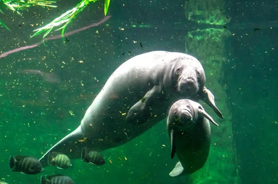 Foto: Reprodução/Associação Peixe-boi