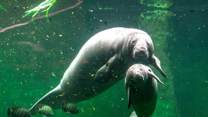 Foto: Reprodução/Associação Peixe-boi