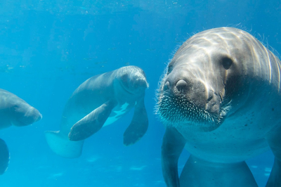 MPF cobra esclarecimentos sobre morte de peixes-boi em Porto de Pedras e prorroga investigação ambiental - Foto: Associação Peixe-Boi Alagoas