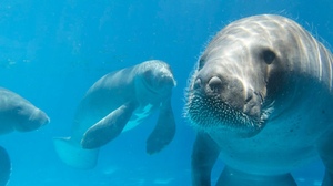 Imagem ALE aprova projeto que institui o Dia Estadual de Conscientização e Preservação do Peixe-Boi