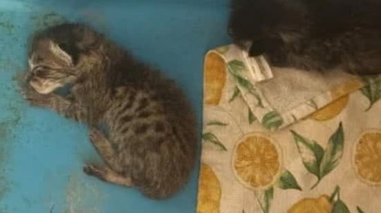 Foto: Divulgação PETA