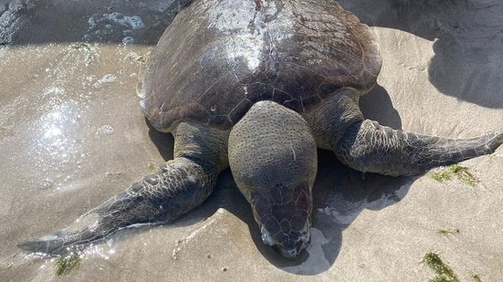 Foto: Cortesia ao TNH1