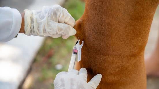 Diogo Canuto/Secom Maceió