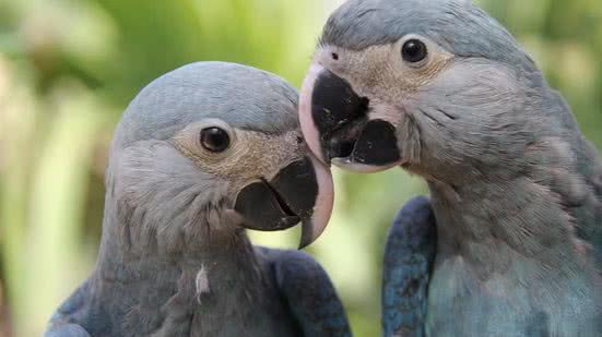 Foto: Reprodução/Governo Federal