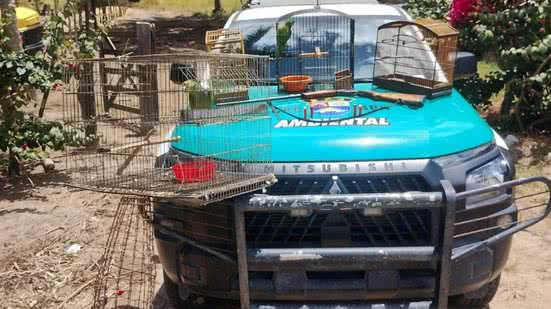 Batalhão Ambiental apreende arma de fogo e resgata animais silvestres em Limoeiro de Anadia - Ascom PMAL