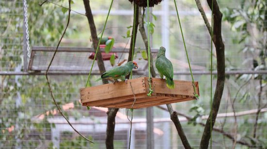Imagem Chauás: papagaios serão transferidos para reserva ambiental no Rio Niquim nesta segunda