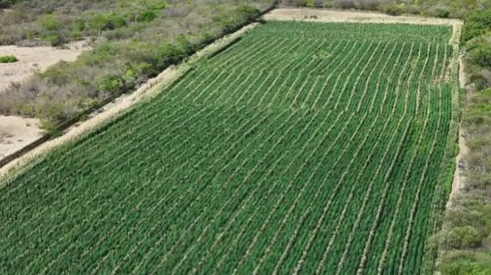Operação erradicou mais de 200 mil pés de maconha - Foto: CIPE/Semiárido