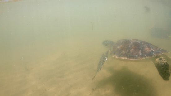 Em Riacho Doce, Biota realiza soltura de tartaruga que teve nadadeira amputada - Biota