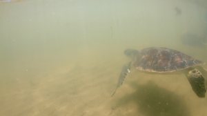 Em Riacho Doce, Biota realiza soltura de tartaruga que teve nadadeira amputada - Biota